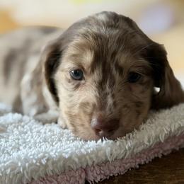 Mimic - Dapple male Dachshund puppy in Pflugerville, Texas from Dream A Dream Dachshunds