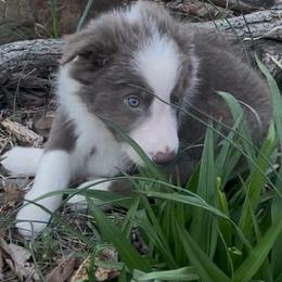 Border Collie Puppies from Collie Wood Hills