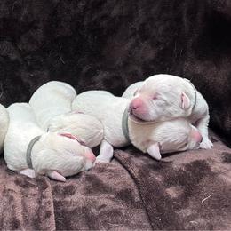 One of the Males - Yellow male Labrador Retriever puppy in Antwerp, Ohio from Clark’s Loyal Labradors