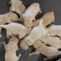 Golden Retriever Puppies from K5 Dog Services
