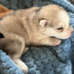 Dazzler - Merle male Pomsky puppy in Gunter, Texas from The Painted Pomsky