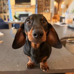 Charlotte - Dachshund