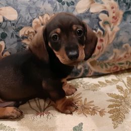 Dachshunds from Folklore