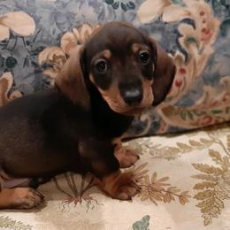 Dachshunds from Folklore