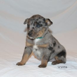 Joe Diffie - Blue male Australian Cattle Dog puppy in Willamina, Oregon from Cherished Chihuahuas