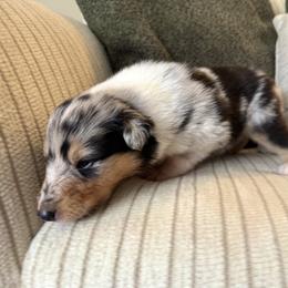 Louie - Blue merle and white male Collie puppy in Charleston, West Virginia from Tucker Creek Collies