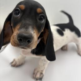 Dachshund Puppies from Pine & Pasture Dachshunds
