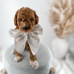 It's The Little Things- Fresh Flowers - Red  female Goldendoodle puppy in Russell Springs, Kentucky from Milk & Honey Doodles