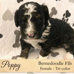 Poppy - Tri-color female Bernedoodle puppy in Huntsville, Alabama from Falcon Ridge Doodles