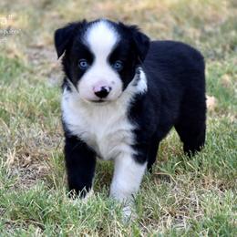 Kubota - Black & white male Miniature Australian Shepherd puppy in Evant, Texas from Lazy VT Bar Ranch