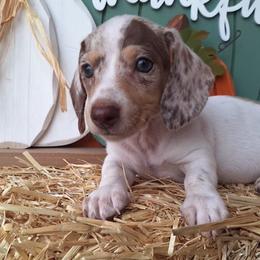 Joker - Piebald male Dachshund puppy in Surprise, Arizona from Co-Co's Doxies