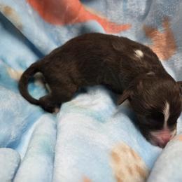 Winnie - Red female Border Collie puppy in Gary, Indiana from Lake Ridge Border Collies