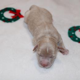 Boy 1 - Wheaten male Miniature Schnauzer puppy in Santa Ana, California from Thehood_weenies