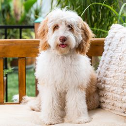 Diamond - Bernedoodle
