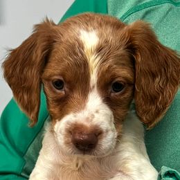 Zina boy 5 - White and orange male Brittany puppy in Floyd Knobs, Indiana from Cross Creek Brittanys