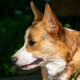 American Corgi, Companion Cross, Miniature Australian Shepherd, and Pembroke Welsh Corgi All Grown Up from FreckledCowgirlCorgis