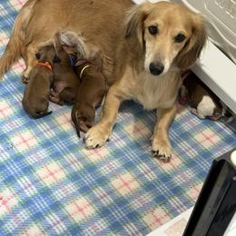 Heidi - Dachshund
