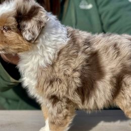 Australian Shepherds and Miniature American Shepherds from Shawnkara Australian Shepherds & Miniature American Shepherds