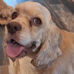 Bella - Cocker Spaniel