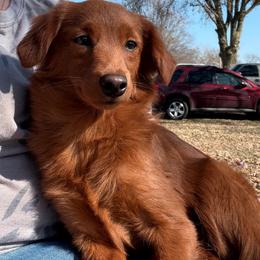 Lilly - Apricot female Goldendoodle puppy in Centralia, Missouri from Oodles Of Doodles Mo.