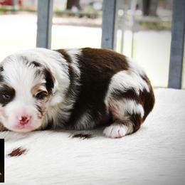 Cutter - Red merle male Australian Shepherd puppy in Ranger, Texas from Outback Mini Aussies