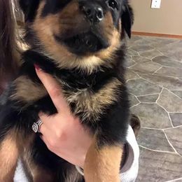 Rottweiler Puppies from RoyaLuxe K9