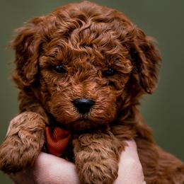 Aussiedoodles, Cavapoos, and Goldendoodles from Grace Acres Puppies