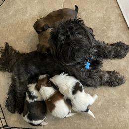 Shih Tzu Puppies from Shih Tzus’ of Kingshyre