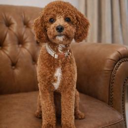 Chimi - Poodle