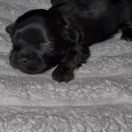 Twinkle - Black and gold female Yorkshire Terrier puppy in Houston, Texas from Little things