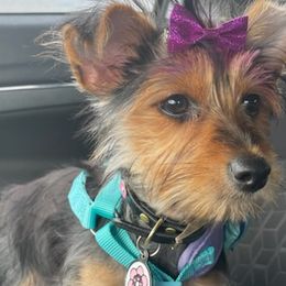 Yorkshire Terriers from Charlie and Chase kennel