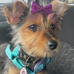 Yorkshire Terriers from Charlie and Chase kennel