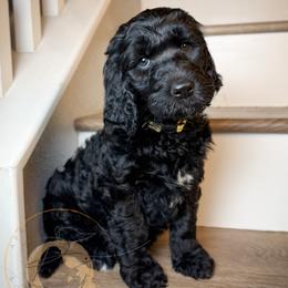 Iris (yellow collar) - Black female Goldendoodle puppy in Murrieta, California from Apricot Poodles & Goldendoodles, LLC