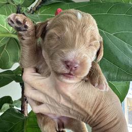 Girl 1 - female Goldendoodle puppy in Gilbert, Arizona from DogHouse Doodles