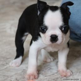 Charlie - Black and white female Boston Terrier puppy in Winnsboro, Texas from JP Ranch Bulldogs