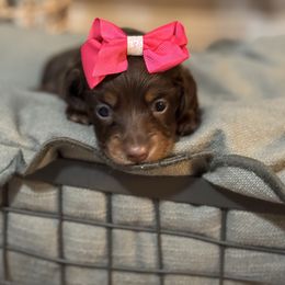 Paisley - Chocolate and tan female Dachshund puppy in Jacksonville, Florida from Florida Dippin’ Dachshunds & Aussiedoodles