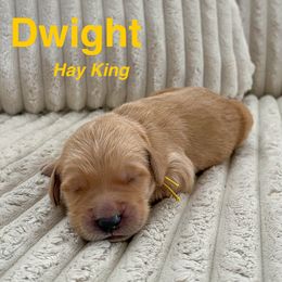 Goldendoodle Puppies from Double the Doodles