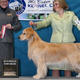 Golden Retrievers from Highland Gold