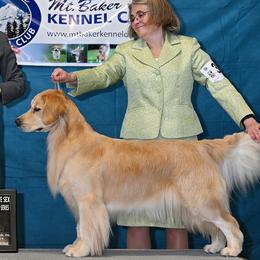 Golden Retrievers from Highland Gold