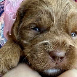 Cosmo - Red and white Cockapoo puppy in Roseville, California from Darby Park Doodles