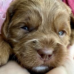Cosmo - Red and white Cockapoo puppy in Roseville, California from Darby Park Doodles