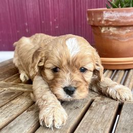 Red collar boy - Apricot male Cavapoo puppy in Almira, Washington from Cavapoo Cuddles