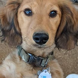 Dachshunds from Foxfire Mini Dachshunds