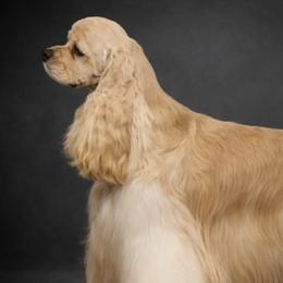 Jolly - Cocker Spaniel