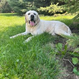 Maverick - Labrador Retriever