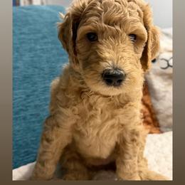 Maradona- Girl 1 ( light blue collar) - Apricot female Goldendoodle puppy in Auburn, Indiana from Cooper’s Doodles