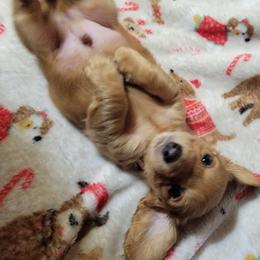 Raleigh. (MH Dapple) - Dapple male Dachshund puppy in Terlton, Oklahoma from CLARK'S BREEDING PROGRAM