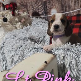 LT. PINK GIRL - Mahogany and white female Basset Hound puppy in Snow Camp, North Carolina from V's Southern Angels