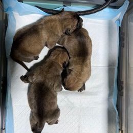 Female 5 - Fawn female Cane Corso puppy in Cashion, Oklahoma from APEXOK Cane Corsos LLC