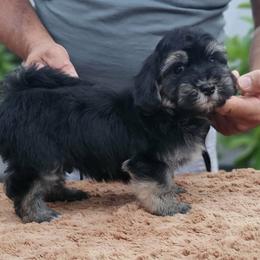 Cavachon, Cavalier King Charles Spaniel, Cavapoo, and Havanese Puppies from Peaks Pups & Cavachon Love Chocolate Cavaliers, Cavaliers, Cavachon’s, Cavapoos & Havanese
